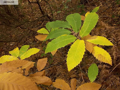 feuilles_automne-ph-Patrick_Morand
