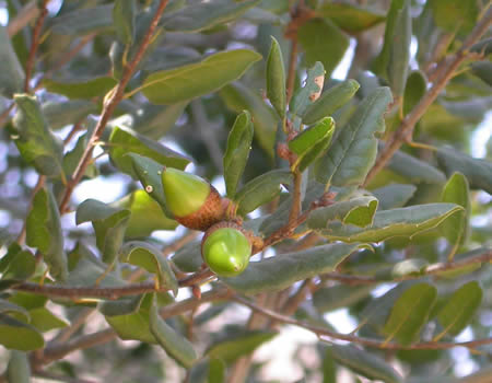 Quercus_agrifolia_acorns_and_leaves_CURTIS_CLARK