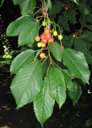 Prunus_avium1-Ph-MPF