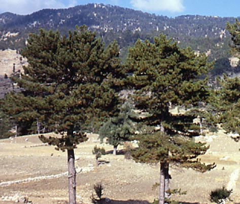 Pinus_nigra_Turkey-by-MPF