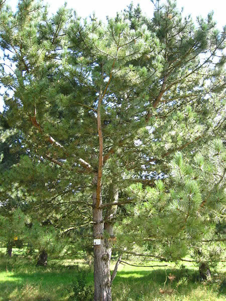Pinus_nigra_spp__nigra-MIRGOLTH