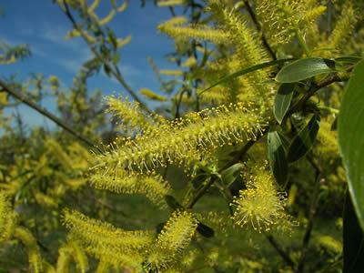 Salix_alba-012-BY-WILLOW