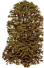 tilleul-grandes-feuilles