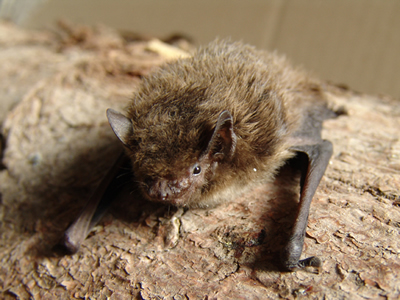 PIPISTRELLE