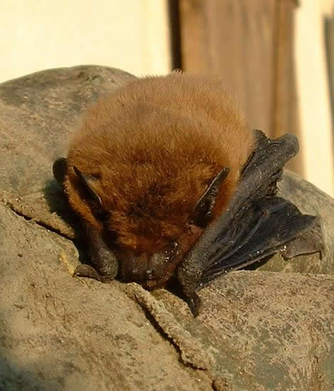 PIPISTRELLE