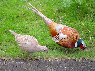Male_and_female_pheasant