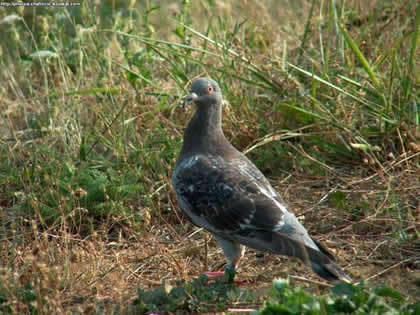 pigeon-bizet-Cedric-Girard-oiseau.net