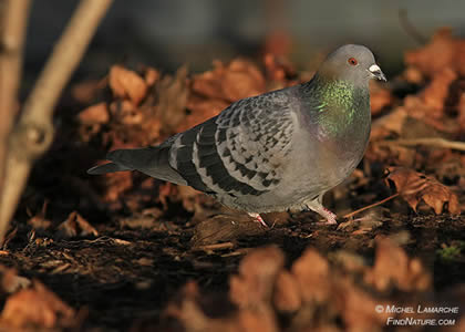 pigeon-bizet-Michel-Lamarche-oiseau.net