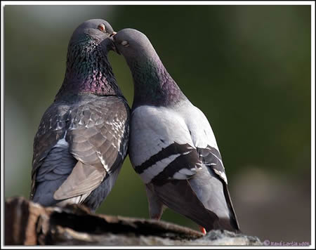 pigeon-bizet-Rene-Lortie-oiseau.net